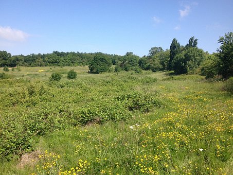 Veld, Vlak, Hemel, Gras, Bloem, Natuur
