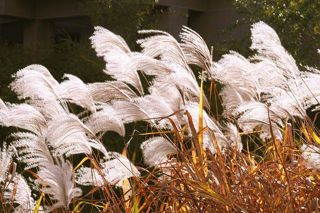 Free Reed Plant photo and picture