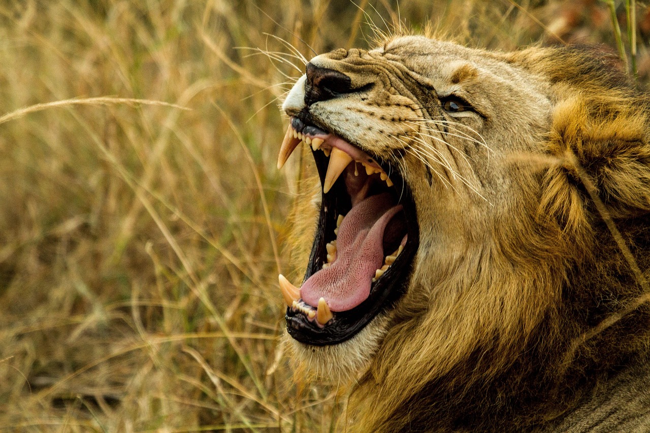 Lion Roar Wildlife Free Photo On Pixabay Lion Roar Wildlife Free Photo On Pixabay