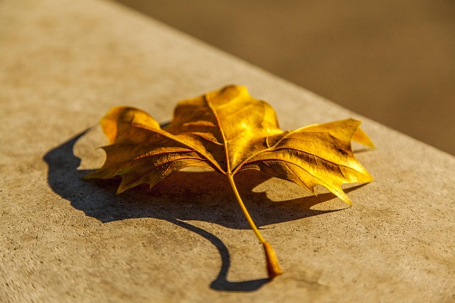Free Leaf Autumn photo and picture