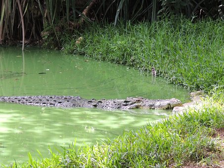 Free Crocodile Pond photo and picture