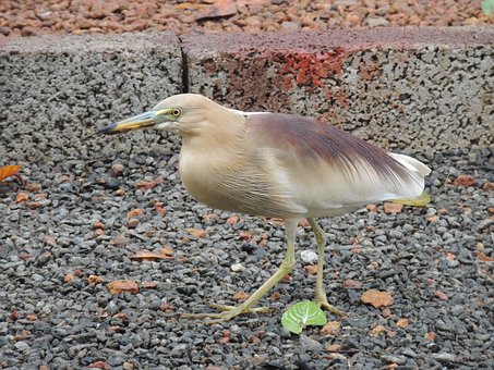 Free Little Heron Bird photo and picture