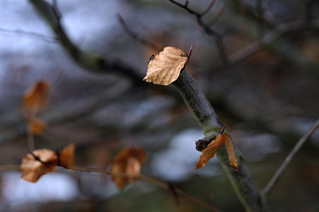 Free Maintained The Leaf Clings To The Tree photo and picture