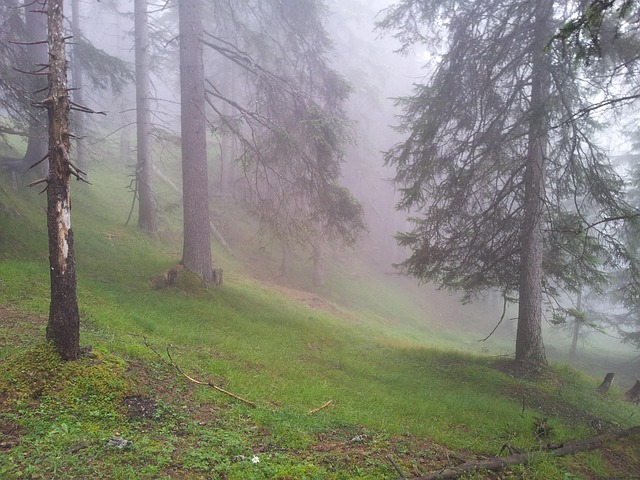 Tapiz Bosque De Niebla YongFoto – 180x160 Cm, Poliéster, Paisaje Natural Con Montañas Y Atardecer