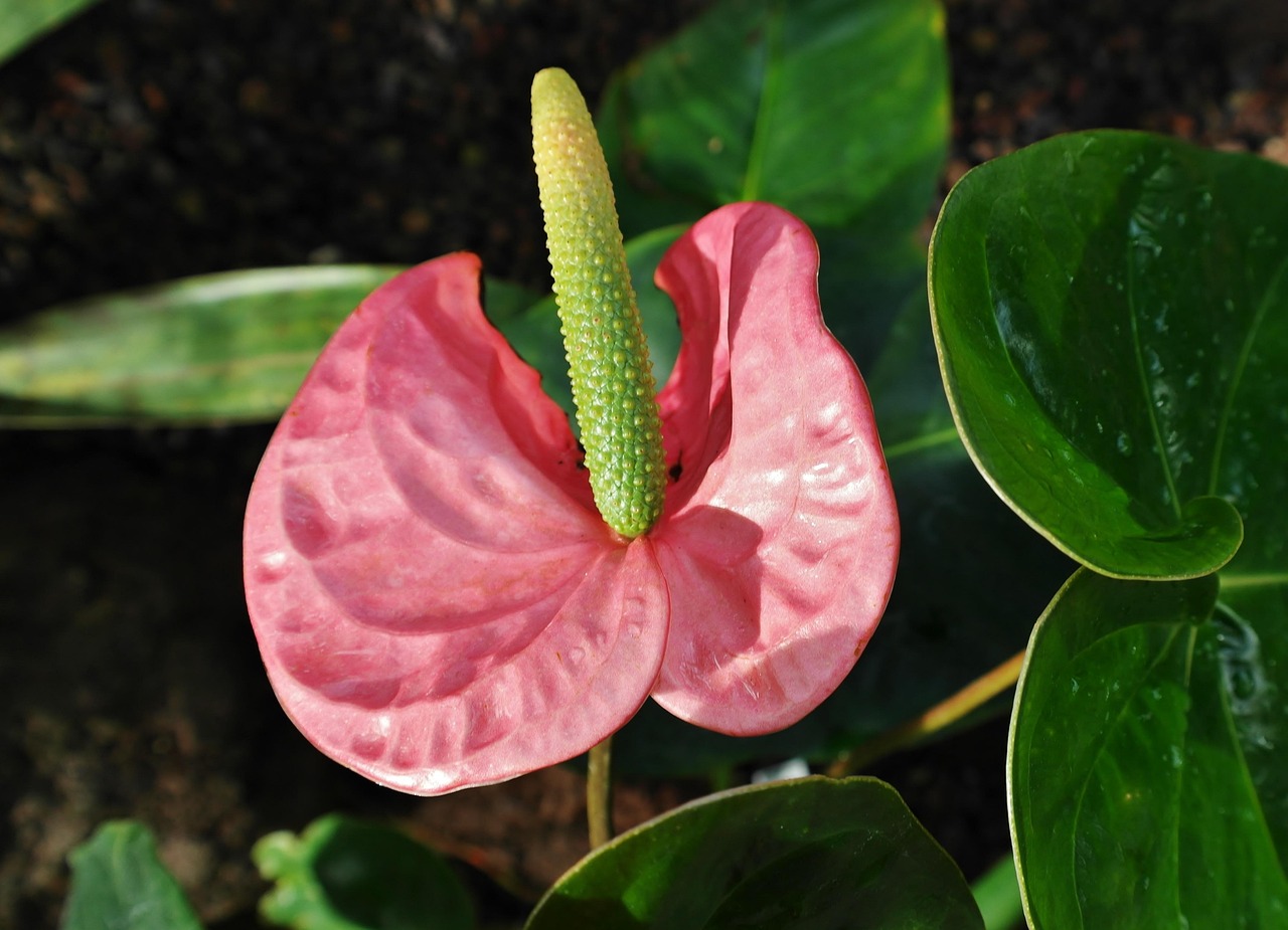 anthurium beliza Anthurium (Carlablackiae X Anthurium Papillilaminum) F3 X Anthurium  Crystallinum THREE-LEAF Seedlings