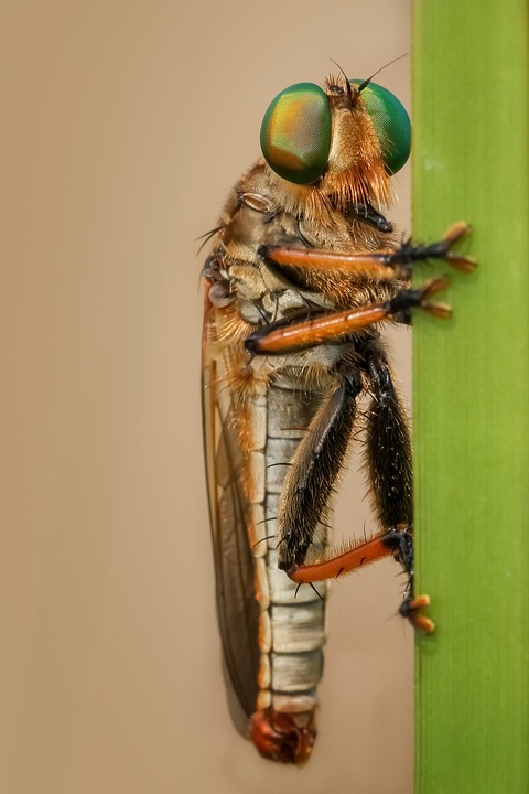 Ruly Insect Robberfly Insect Macro - Free photo on Pixabay