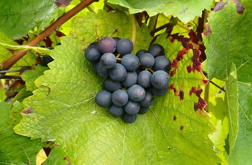 Free Grapes Vines photo and picture