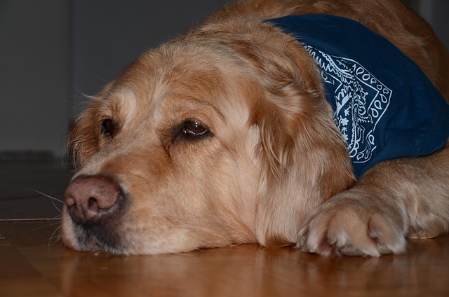 Free Dog Golden Retriever photo and picture