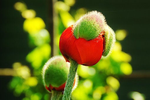 Amapola, Flor, Naturaleza, Florecer