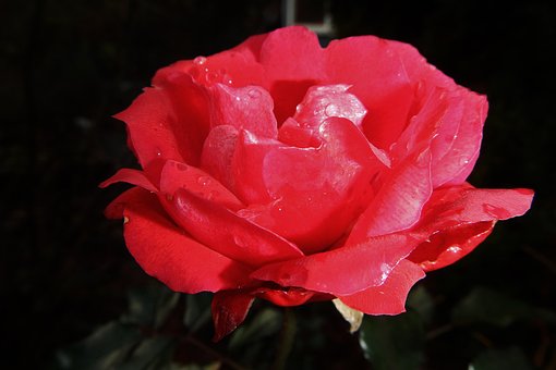 Rose, Papel Pintado De Flores, Flor