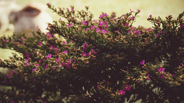Free Tree Bush photo and picture