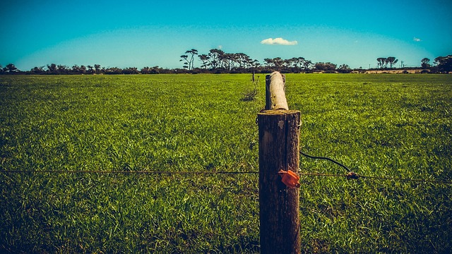 Free Farm Grass photo and picture