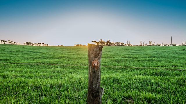 Free Farm Grass photo and picture