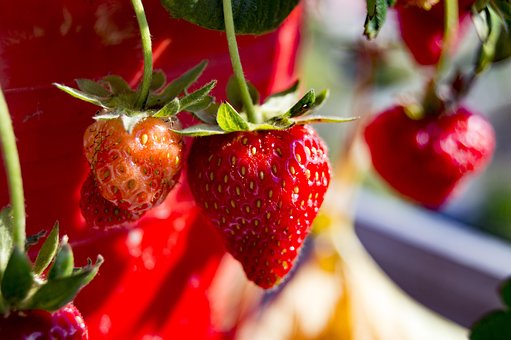 Free Strawberry Fruit photo and picture