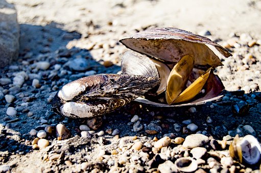 Free Shells Summer photo and picture