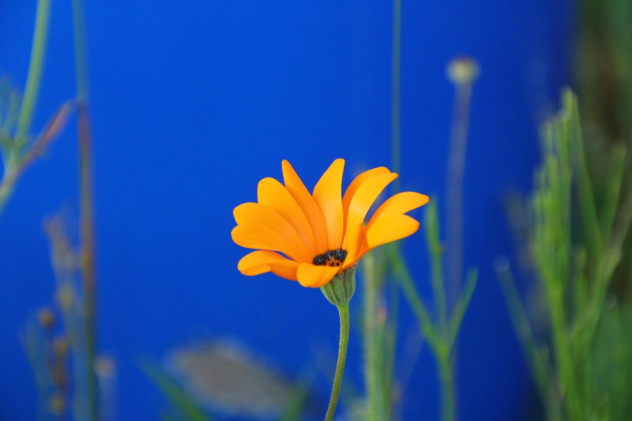 Marguerite Flower Bloom Free Photo On Pixabay Pixabay