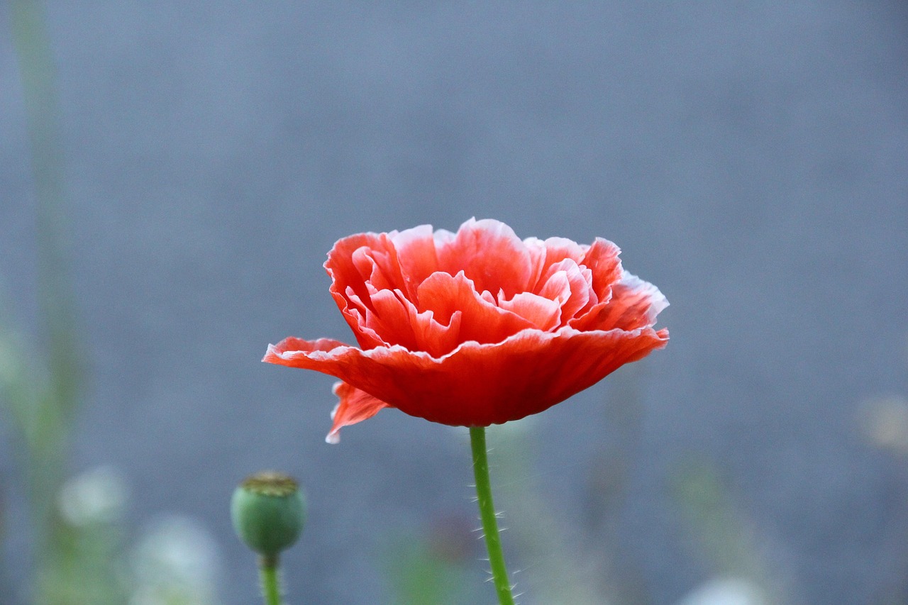 Poppy Flower Corn Red Free Photo On Pixabay Pixabay