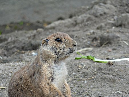 Zoológico, Animales, Zoo, Naturaleza
