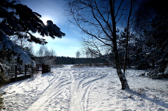 Free Forest Snow photo and picture