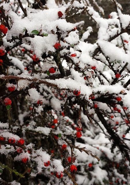 Winter, Schnee, Winterlich, Weiß