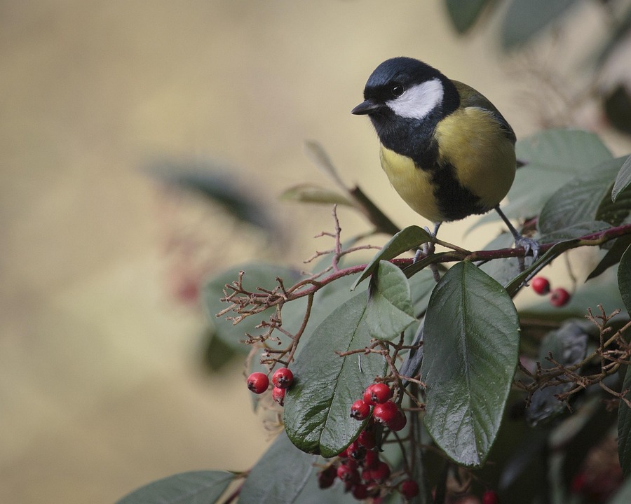 V gel Tit Tiere Kostenloses Foto Auf Pixabay V gel Tit Tiere Kostenloses Foto Auf Pixabay