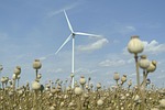 energy, poppyhead, field