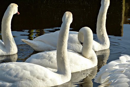 Cisnes, Naturaleza, Swan, Aves Acuáticas
