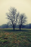 tree, brothers, field