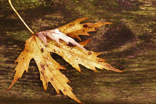 Otoño, Naturaleza, Bosque, Hojas