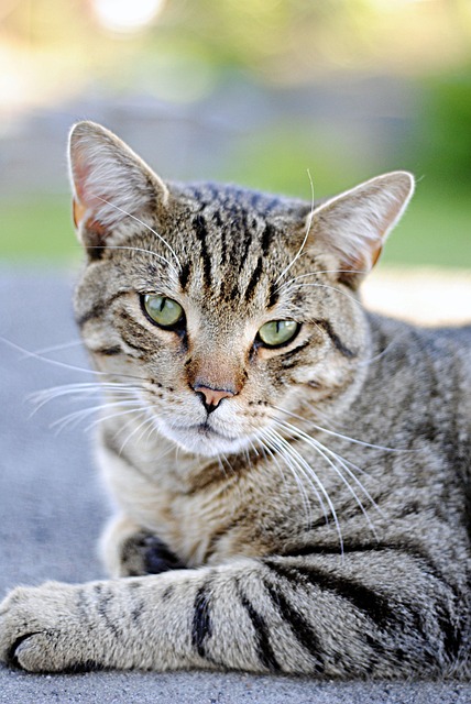 Gato, Animais, Animal
