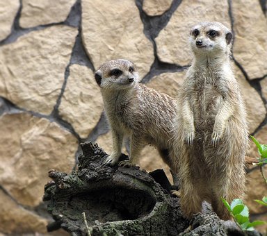 Free Meerkats Zoo photo and picture