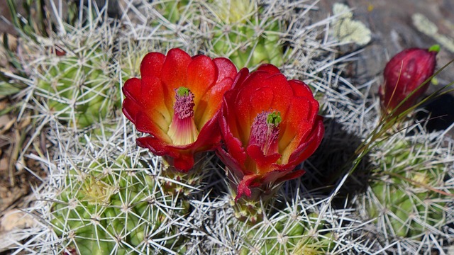 Free Cactus Bloom photo and picture