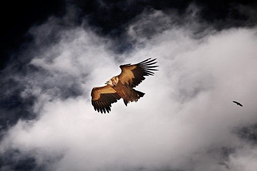Free Tibet Seda photo and picture