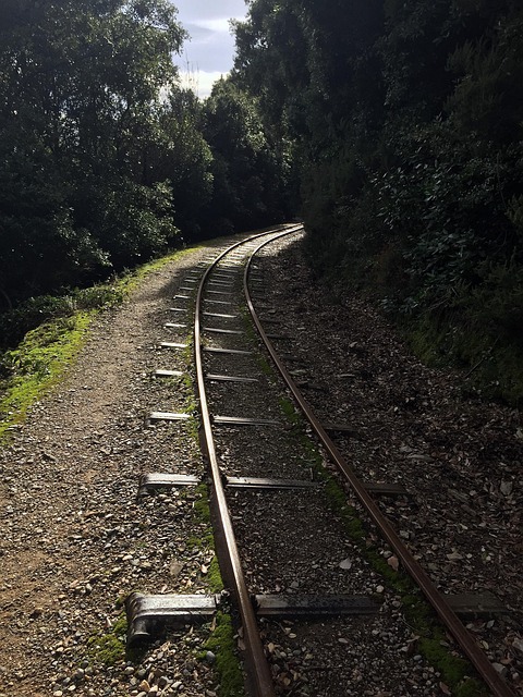 Free Train Tracks Forest photo and picture