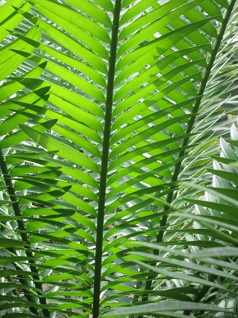 Free Fern Green photo and picture