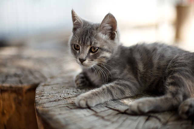 Free Cat Vacation photo and picture