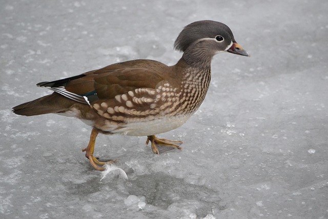 Free Bird Duck photo and picture