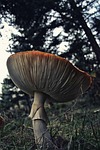 fungus, mushroom, fungi
