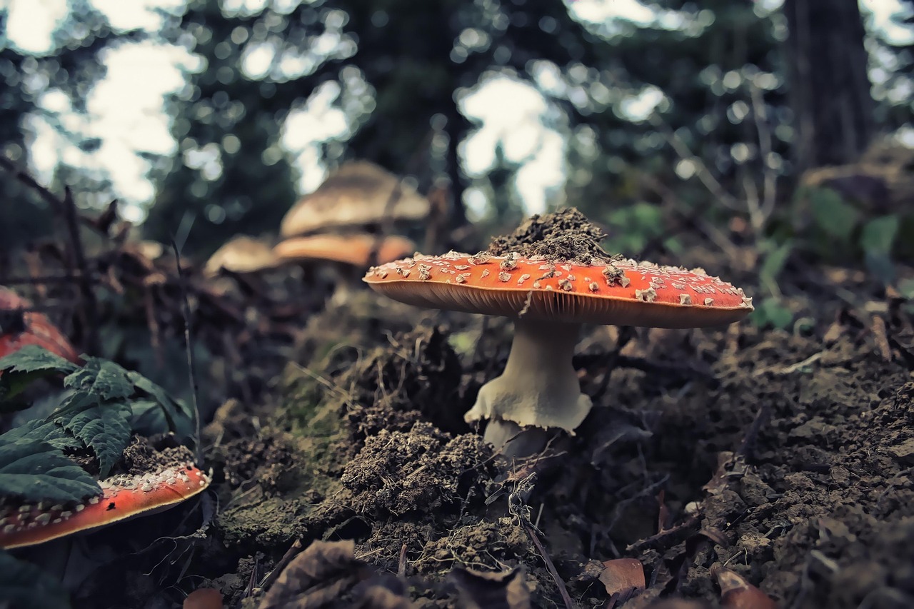 fungus, mushroom, fungi, nature, plant, forest, wild, cap, macro, natural, fresh, outdoors, color, red cap, red, deadly, poison, gloomy, dark, it will kill you, do not eat, ground, grass, hat