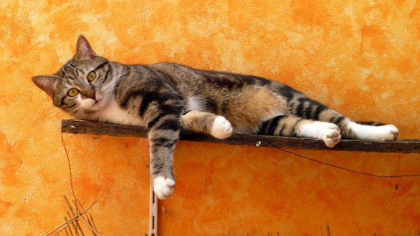 Free Cat Animal photo and picture