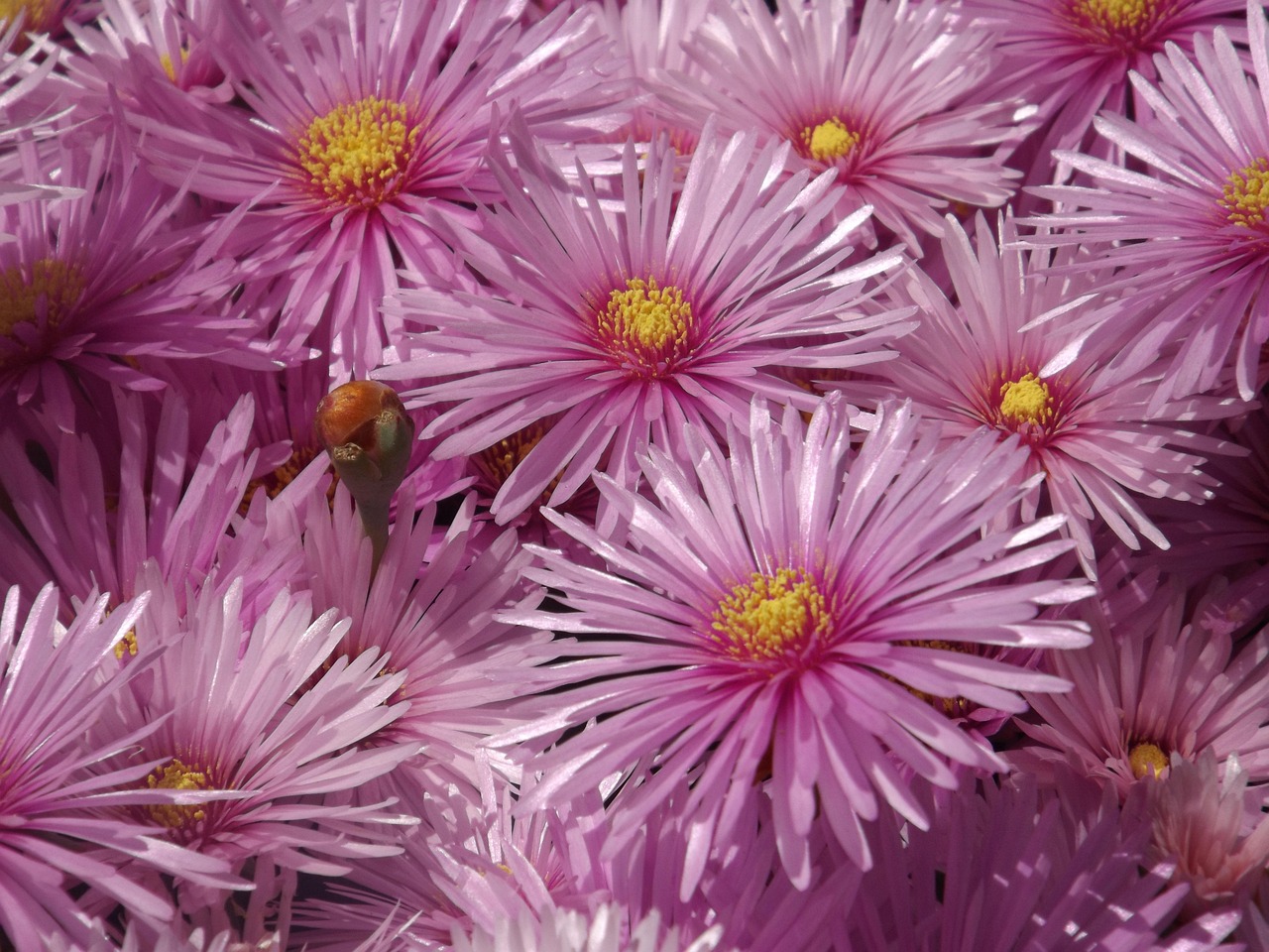 Aster Fleurs Éclairs La - Photo gratuite sur Pixabay - Pixabay