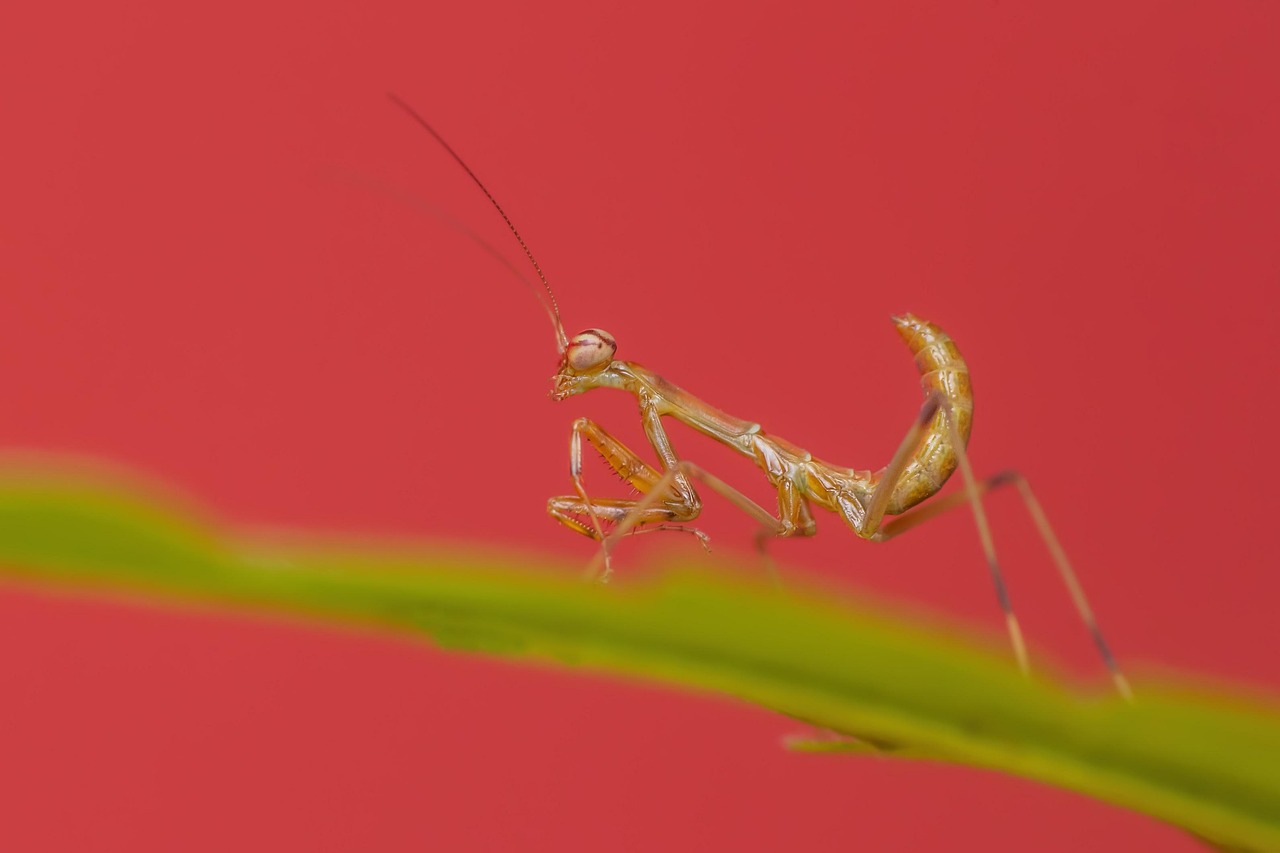 Mantis - free online jigsaw puzzle photo