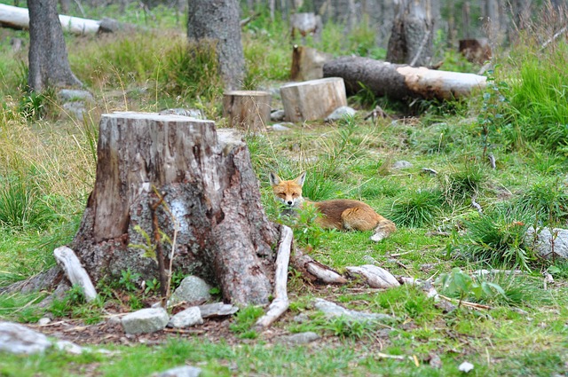 Free Fox Nature photo and picture
