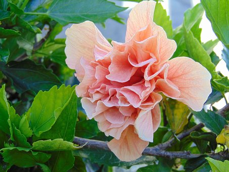 Free Flower Plants photo and picture