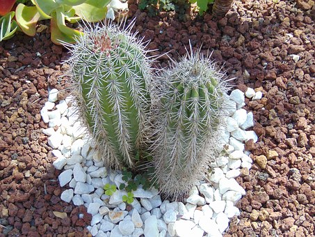Free Cacti Plants illustration and picture