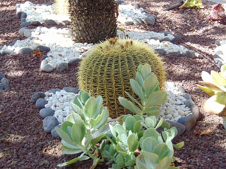 Free Cacti Plants illustration and picture