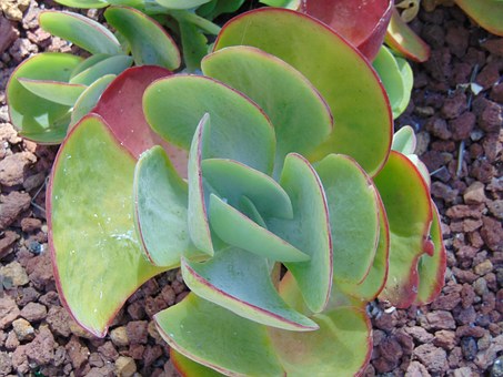 Free Cacti Plants illustration and picture