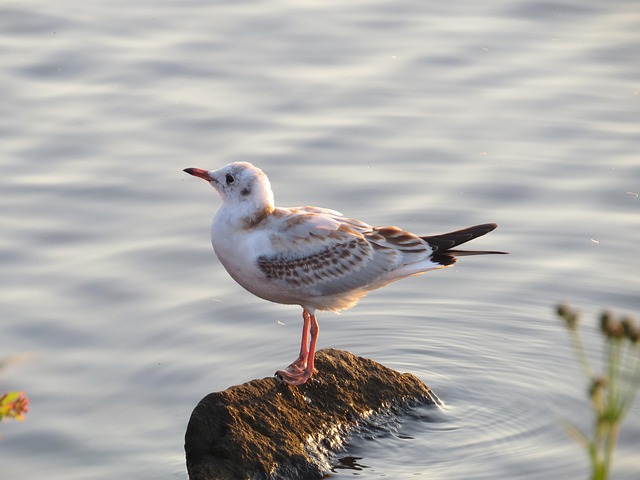 Free Seagull Bird photo and picture