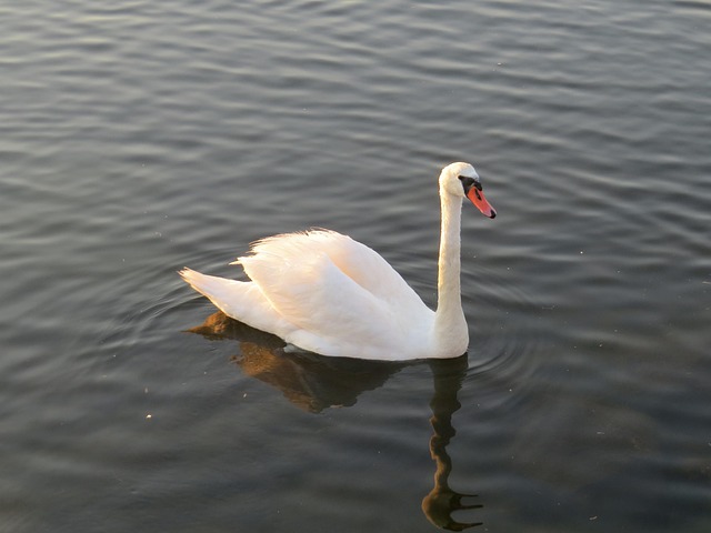 Free Swan Bird photo and picture
