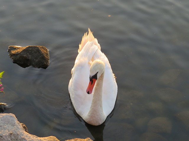 Free Swan Bird photo and picture